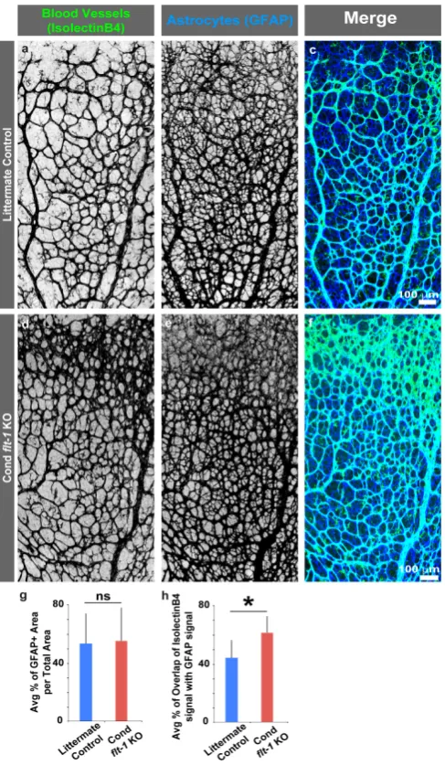 Figure 3.Blood vessel association with retinal astrocytes increases with conditional deletion of ((KO) (quantiﬁcations