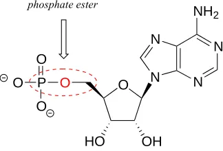 fig 2  Adenosine triphosphate has one phosphate ester linkage and two phosphate anhydride 
