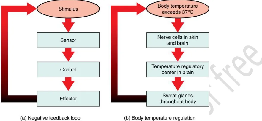 Figure 1.3  In a negative feedback loop, a stimulus—a deviation from a set point—is resisted through a physiological process that returns the 
