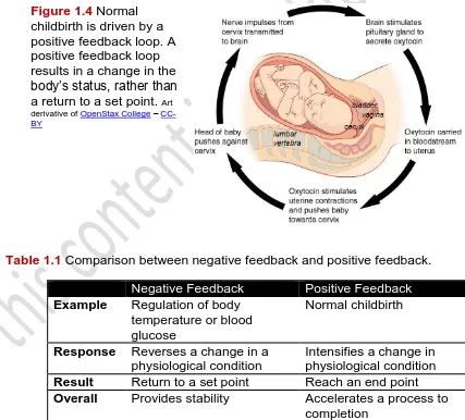 Figure 1.4 Normal childbirth is driven by a 