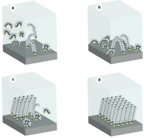 Figure 1-3. SAM adsorption process steps 