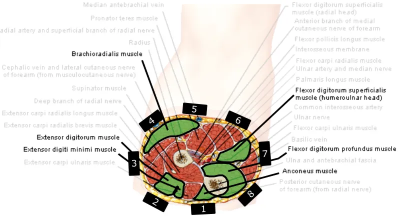 Figure 4.1: Schematic cross-sectional view of the human forearm, just below the elbow, includingpossible placement of Myo electrodes