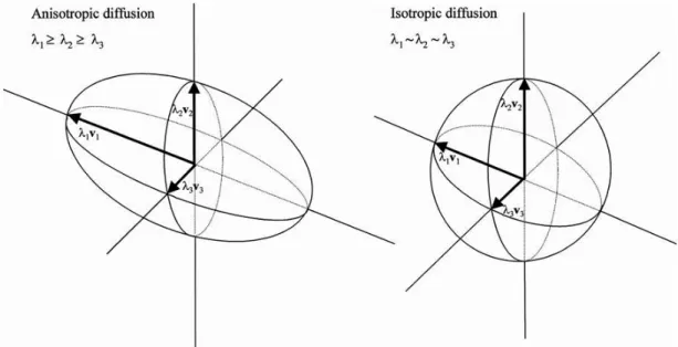Figure  2-1.  Anisotropic  and  isotropic  diffusion.  The  probability  function  for  displacement  of  water  molecules  can  be  depicted as an ellipsoid when diffusion is anisotropic as opposed to when diffusion is isotropic