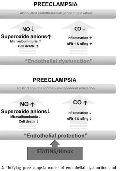 Fig. 2. Unifying preeclampsia model of endothelial dysfunction andendothelial protection in the amelioration of preeclampsia.It is the loss of heme oxygenase-1 (Hmox1)/carbon monoxide (CO) activ-ity, which leads to an increase in soluble Flt-1 (sFlt-1) and