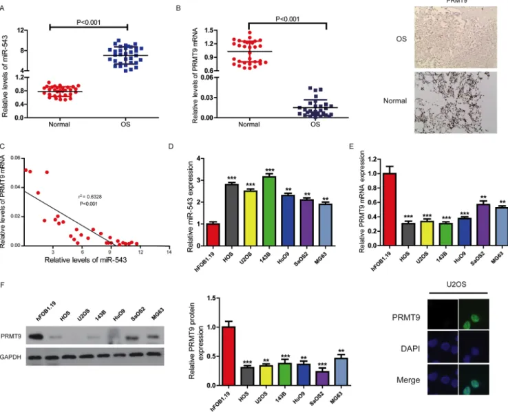 Figure 1: MiR-543 negatively correlated with PRMT9 expression in clinical OS tissues and cell lines