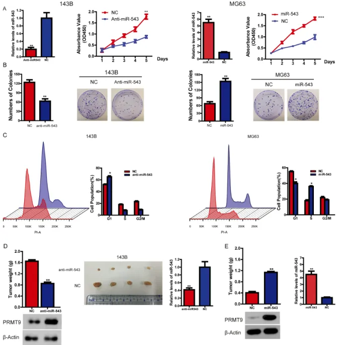 Figure 2: MiR-543 promotes OS cell growth in vitro and in vivo. (A) The effect of miR-543 on OS cell growth was analyzed  using the CCK-8 assay