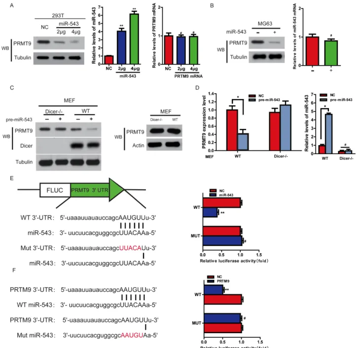 Figure 3: MiR-543 decreases PRMT9 expression by directly binding to its 3′-UTR. (A) An increasing amount of pre-miR-543  plasmid were transfected into HEK293T cells