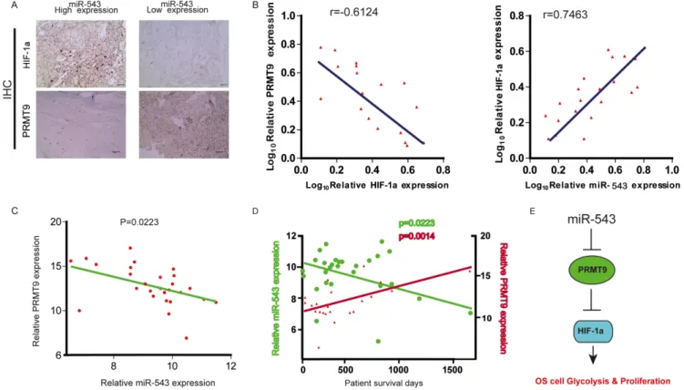 Figure  6:  Clinical  significance  and  correlation  of  miR-543,  PRMT9  and  HIF-1α  expression  in  patients  with  OS