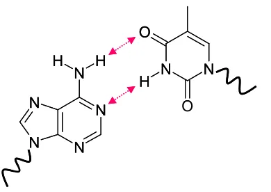 Figure 1.11, an example of hydrogen bonding between adenine and thymine in Watson-crick configuration