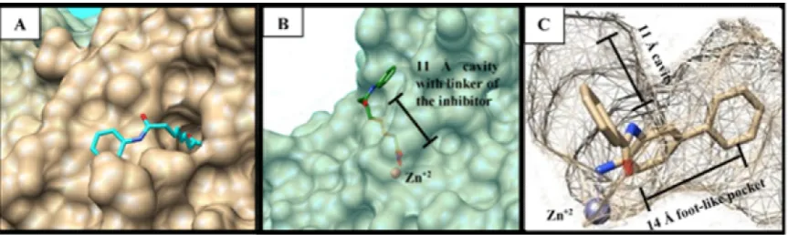 Figure 2. Figure 2.Figure 2.  Common histone deacetylase inhibitors with zinc binding group.Common histone deacetylase inhibitors with zinc binding group