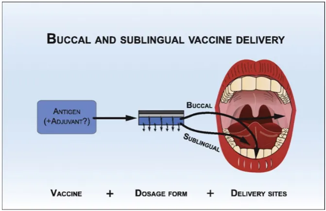 Figure 3.Figure 3.  Graphical representation of buccal and sublingual vaccine delivery routes [Graphical representation of buccal and sublingual vaccine delivery routes [23]