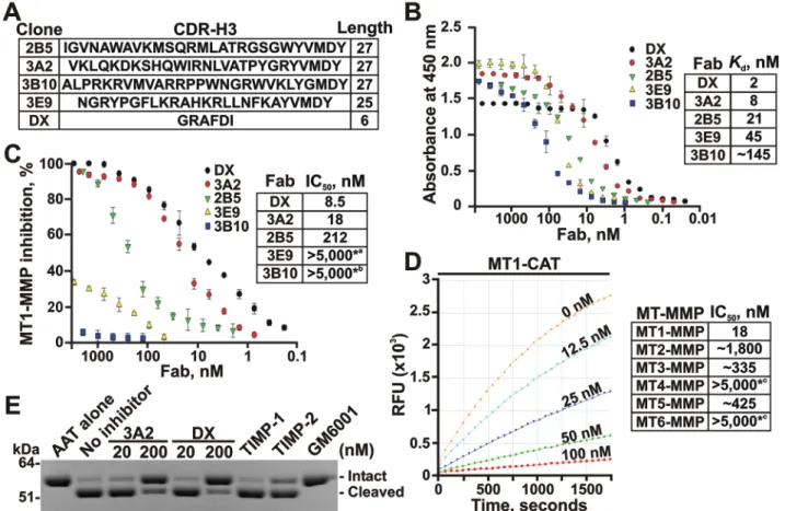 Figure 1: The 3A2 Fab is a selective, low nanomolar inhibitor of MT1-MMP.  A. The clone, the sequence and the length of  the CDR-H3 region in the selected Fab binders of MT1-MMP