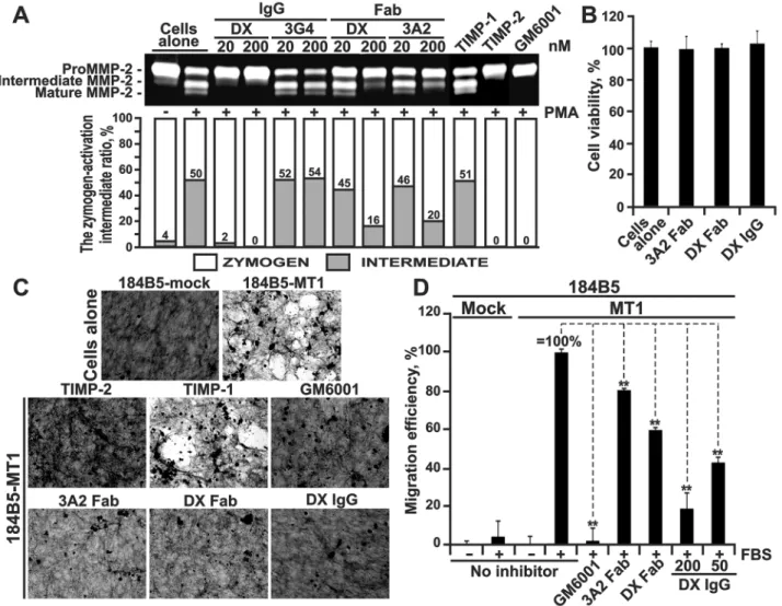 Figure 2: The 3A2 Fab antibody inhibits the functional activity of cellular MT1-MMP.  A