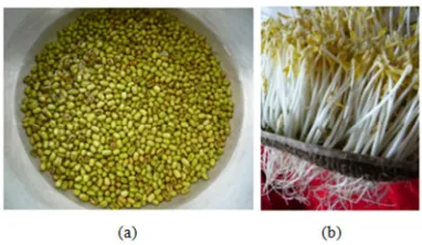 Figure 1. (a) The green bean seeds and (b) The bean sprouts. 