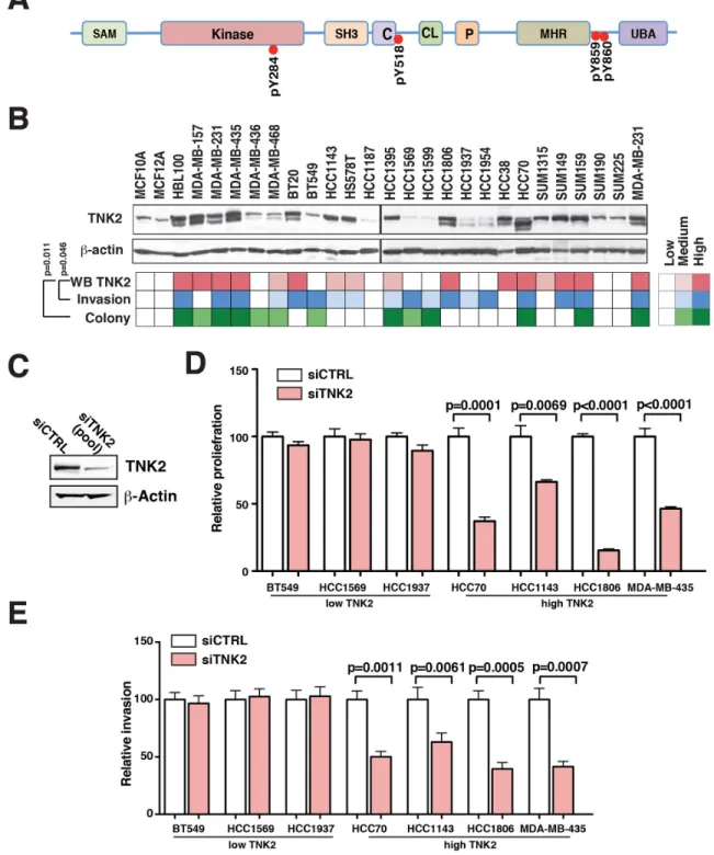 Figure 1: TNK2 is overexpressed in aggressive TNBC cell lines and required for oncogenic phenotype
