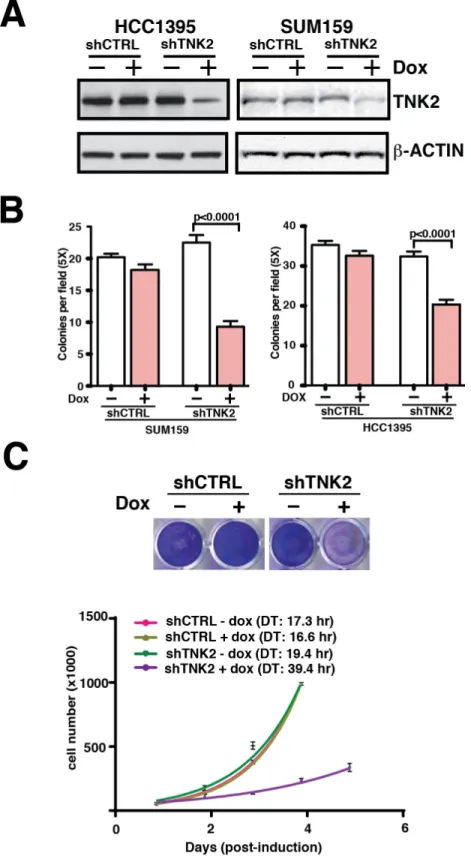 Figure 2: Inducible shRNA knockdown of TNK2 suppresses TNBC oncogenic phenotypes in vitro