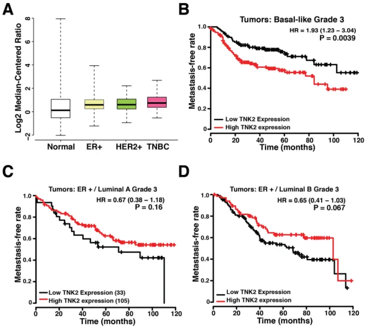 Figure 5: TNK2 levels correlate with poor outcome in patients.  A. TNK2 expression level in normal breast and different subtypes  of breast cancer