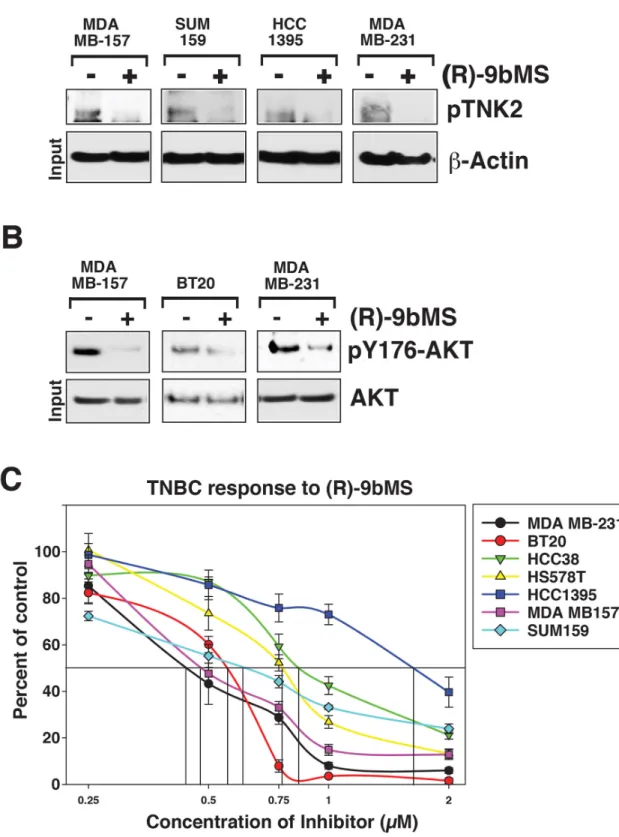 Figure 6: Small molecule inhibitor (R)-9bMS sensitizes TNK2 and its substrate AKT kinase phosphorylation  compromising TNBC proliferation