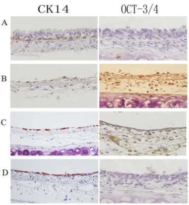 Figure 1: Immunohistochemical analysis of Oct3/4 and CK14 expression during rat tracheal epithelium recovery  after 5-FU-induced injury