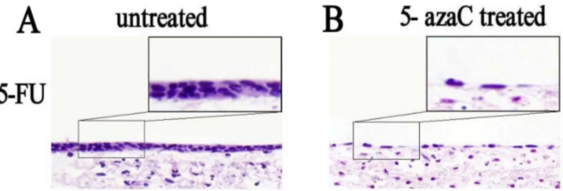 Figure 5: Analysis of the morphological effects of 5-azaC treatment on rat tracheal epithelium repair by HE staining