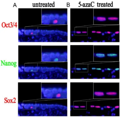 Figure 6: Changes in the expression of Sox2, Nanog, and Oct3/4 after 5-azaC treatment analyzed by immunofluorescence