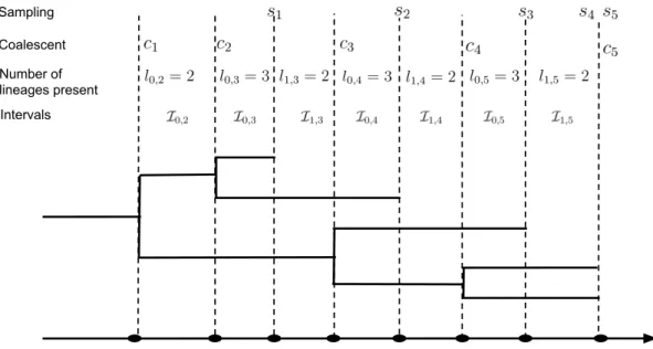 Figure 2: Example of a genealogy. Black solid lines show the genealogy structure. The colescent times c 1 , 