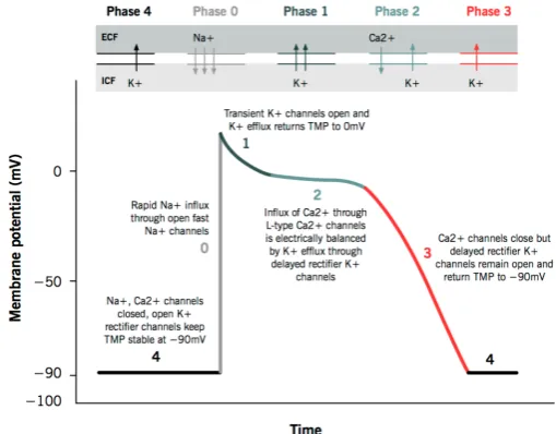 FIGURE 2.4: The ﬁve phases of an action potential in a (non-pacemaker) my-ocardial cell