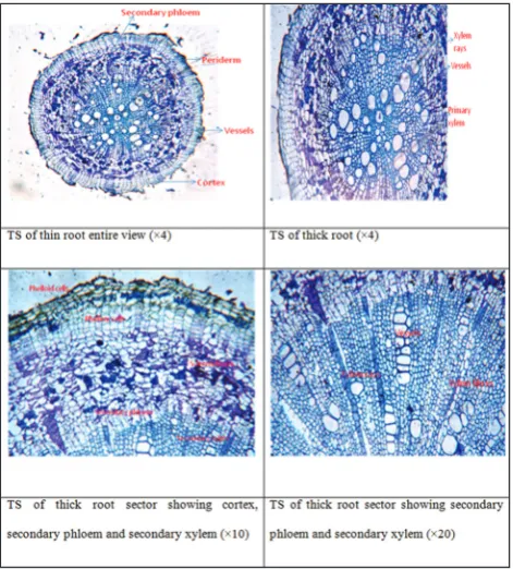 Fig. 1: Microscopic examination of the roots of Anthocephalus cadamba