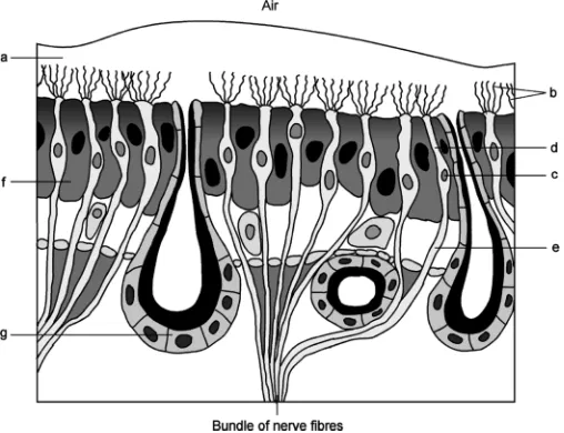 Fig. 1. Schematic structure of the olfactory organ. Located in the (a) mucouslayer are the (b) olfactory cilia of the sensory cells