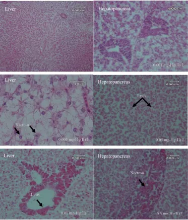 Table 3.4. Conclusion  The level of damage to gill, liver, and hepatopancreas organs after freshwater ﬁsh (Oreochromisniloticus) exposure to Hg(II).