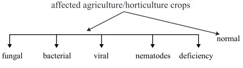 Fig. 3. Images of bacterial disease affected samples a) Stalk rot of maize    b) bacterial wilt of cucumber c) angular leaf spots of cotton     d) galls on lime