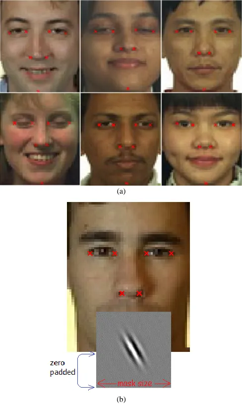 Fig. 2. (a) FERET face images with the seven landmarks selected (b) convolution of a Gabor kernel at the chin