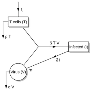 Figure 1: Schematic representation of the HIV test model.