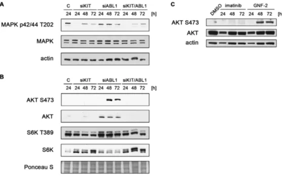 Figure 3: ABL1 knockdown and chemical inhibition of ABL1 induce activation of AKT.  (A,  B) GIST882 cells were  transfected with non-targeted siRNA control sequences (“C”) or siRNA sequences targeting KIT and ABL1 either alone or in combination