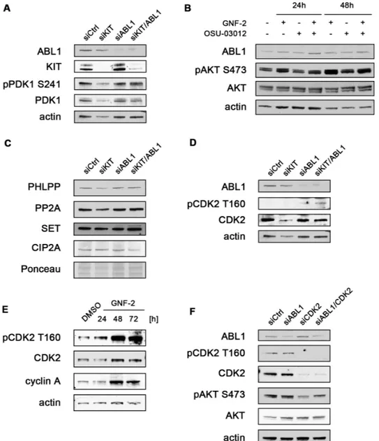 Figure 4: AKT activation after siRNA-mediated knockdown or chemical inhibition of ABL1 is mediated by CDK2