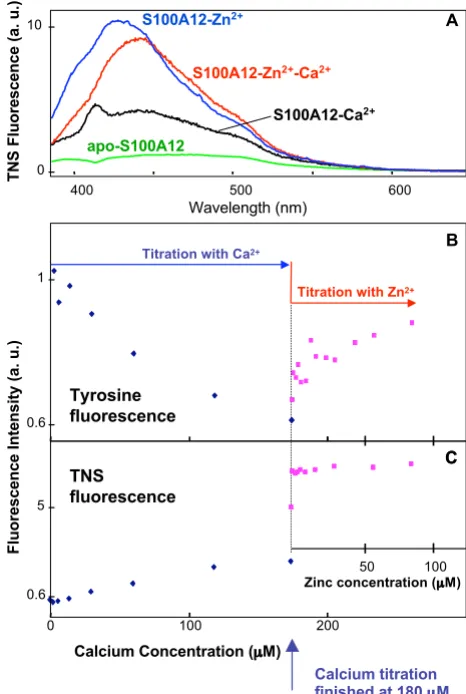 Figure 7Tyrosine and TNS fluorescence of S100A12/metal complexescence titration of apo-S100A12 first with Caconcentration of 180 centration was 2.5 Tyrosine and TNS fluorescence of S100A12/metal complexes