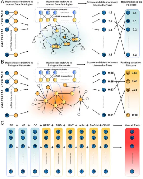Figure 2: A flowchart of DisLncPri.  There are three major steps in DisLncPri: (A) The candidate lncRNA list is ranked according to  their FS score with known seed disease lncRNAs based on the three orthogonal function ontologies of GO