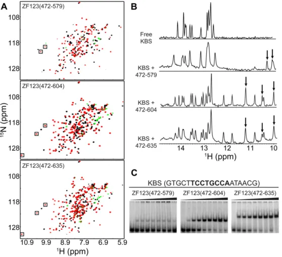 Fig. 3. Kaiso requires a minimal C-terminal extension to enhance binding to KBS. (A) 1 H- 15 N HSQC spectra of Kaiso-ZF123(472–579), Kaiso-ZF123(472–604) and Kaiso- Kaiso-ZF123(472–635) free (black) and in complex with KBS (red/green)