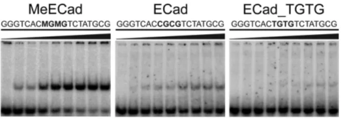Fig. 6. Kaiso preferentially recognizes mCpG sites. EMSA analysis of Kaiso- Kaiso-ZF123(472–604) in complex with MeECad, unmethylated ECad, and a sequence containing substituted TpG sites