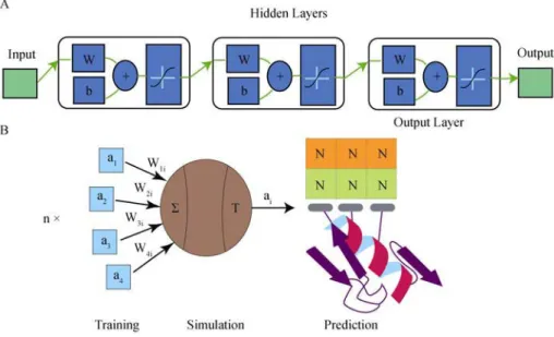 Figure 1     Graphical representation of ZiF-Predict. A. The schematic diagram of the artificial neural network model for prediction
