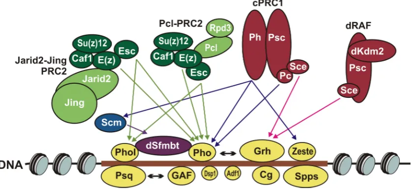 Figure 3. Direct protein-protein interactions between PcG proteins. Arrows show the characterized direct interactions between different PcG subunits and PRE DNA-binding proteins.Figure 3