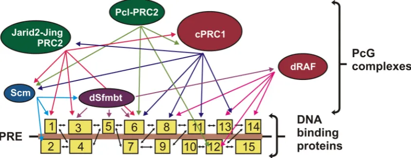 Figure 4. Model of combinatorial recruitment. Multiple DNA-binding proteins (boxes 1–15) interact with each other and with different PcG proteins, creating an efficient and specific platform for the recruitment of PcG complexes