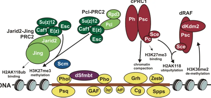 Figure 1. Functional activities of Associated Factors (dRAF) and canonical PRC1 (cPRC1) complexes