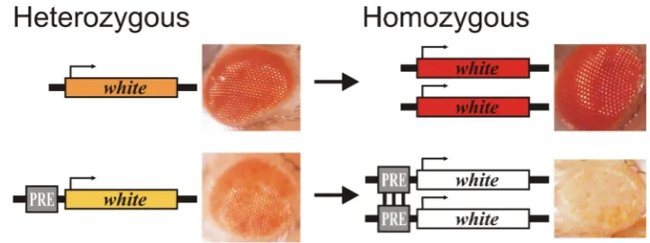 Figure 2. Figure 2. Pairing-sensitive silencing (PSS). The PSS assay is usually performed using the whitereporter gene responsible for eye pigmentation