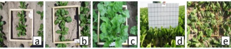 Fig. 10. Growth Stages Sugar-beet. (a) Leaf development 7 leaves unfolded (June 7); (b) 9 and more leaves (June 14); (c) Leaves cover 20% of ground (June 21); (d) Leaves cover 40% of ground (July 5); (e) Leaves cover 90%