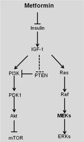 Figure 3: Schematic representation of the direct effect of metformin in suppressing tumorigenesis