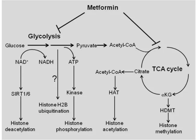 Figure 4: Schematic representation of metabolism-controlled histone modifications by metformin