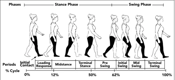 Figure 1.2: Gait phases in a normal gait cycle.