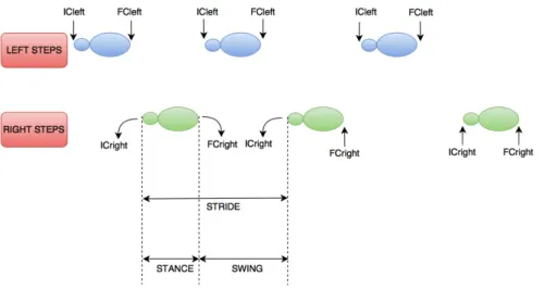 Figure 3.2: Stride, stance and swing times.