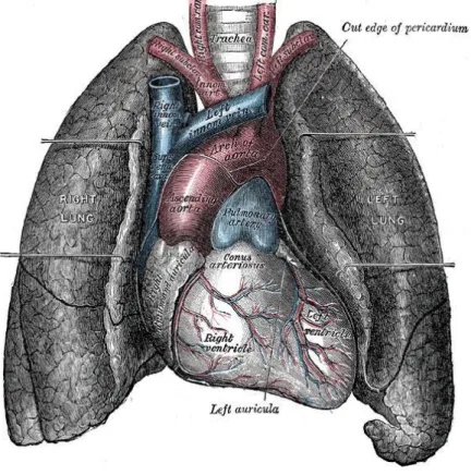 Figure 1. Heart and lungs.[1]  